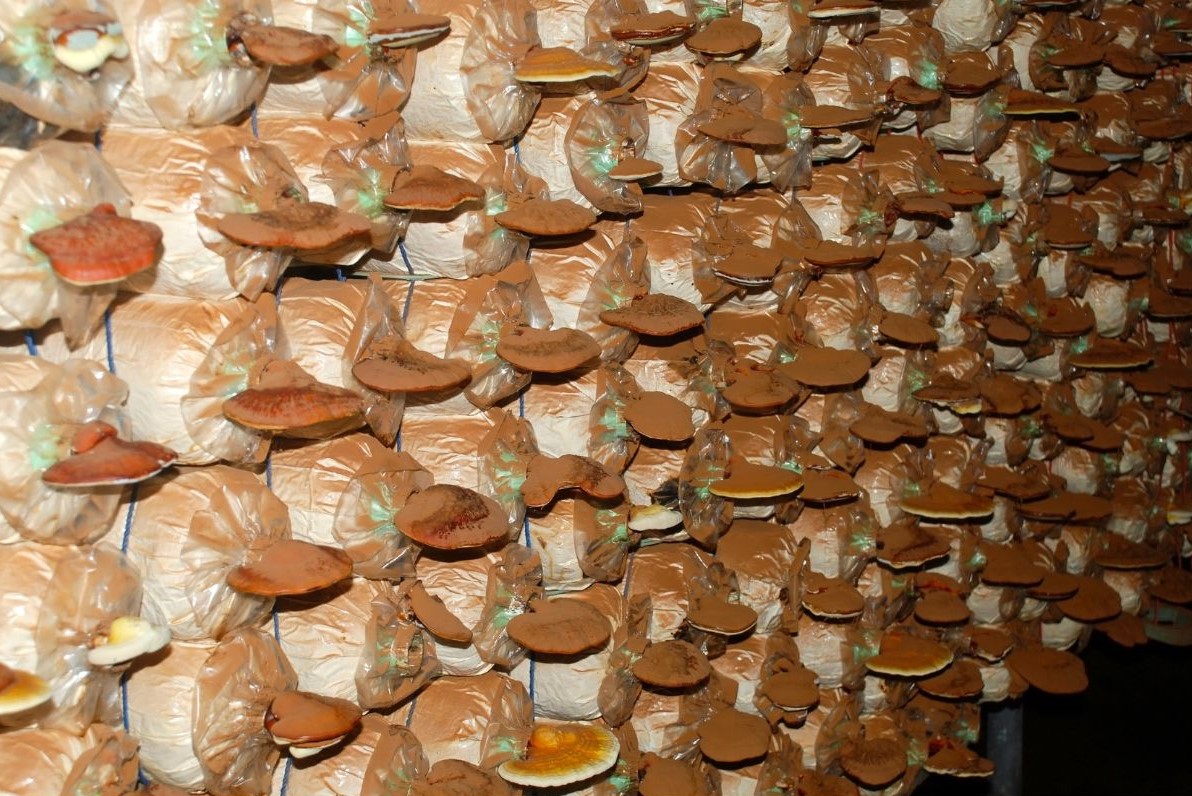 nấm lim xanh trồng